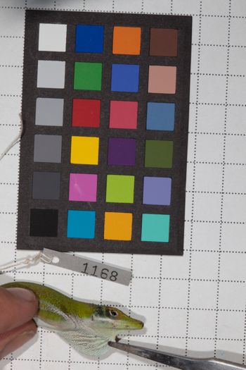 Media type: image;   Herpetology R-190744